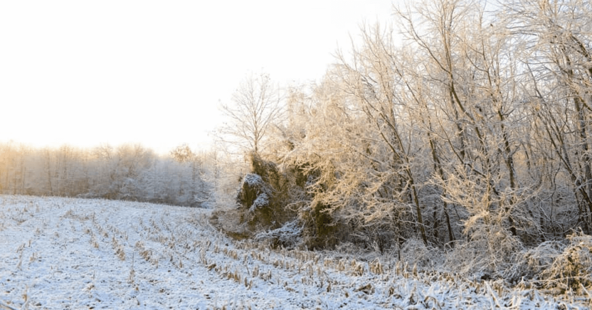 Featured Image for Christmas Gifts for The Deer Land Manager on Your List